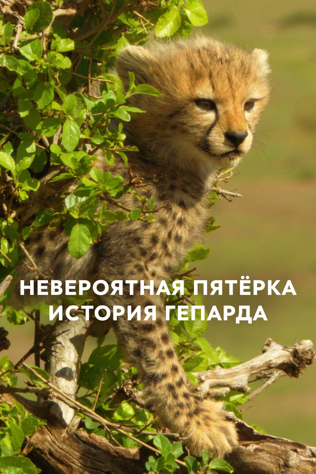 Невероятная пятёрка. История гепарда