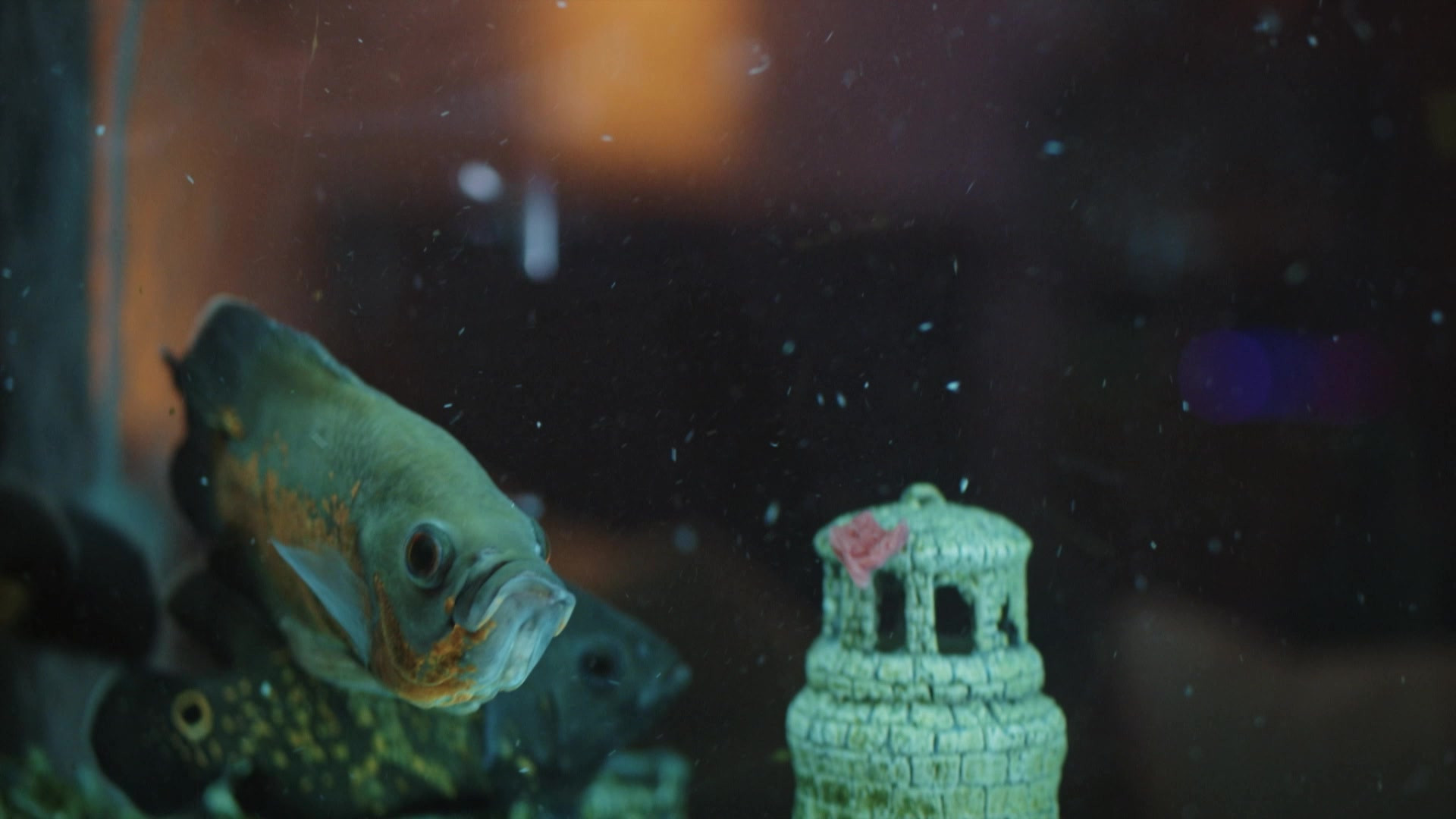 Зимородок 1 сезон 91 серия