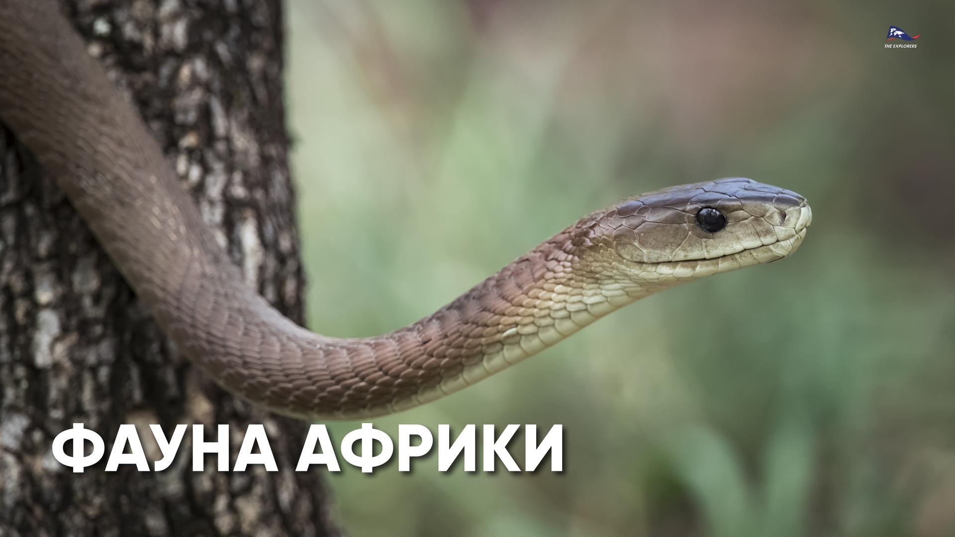 Фауна Африки