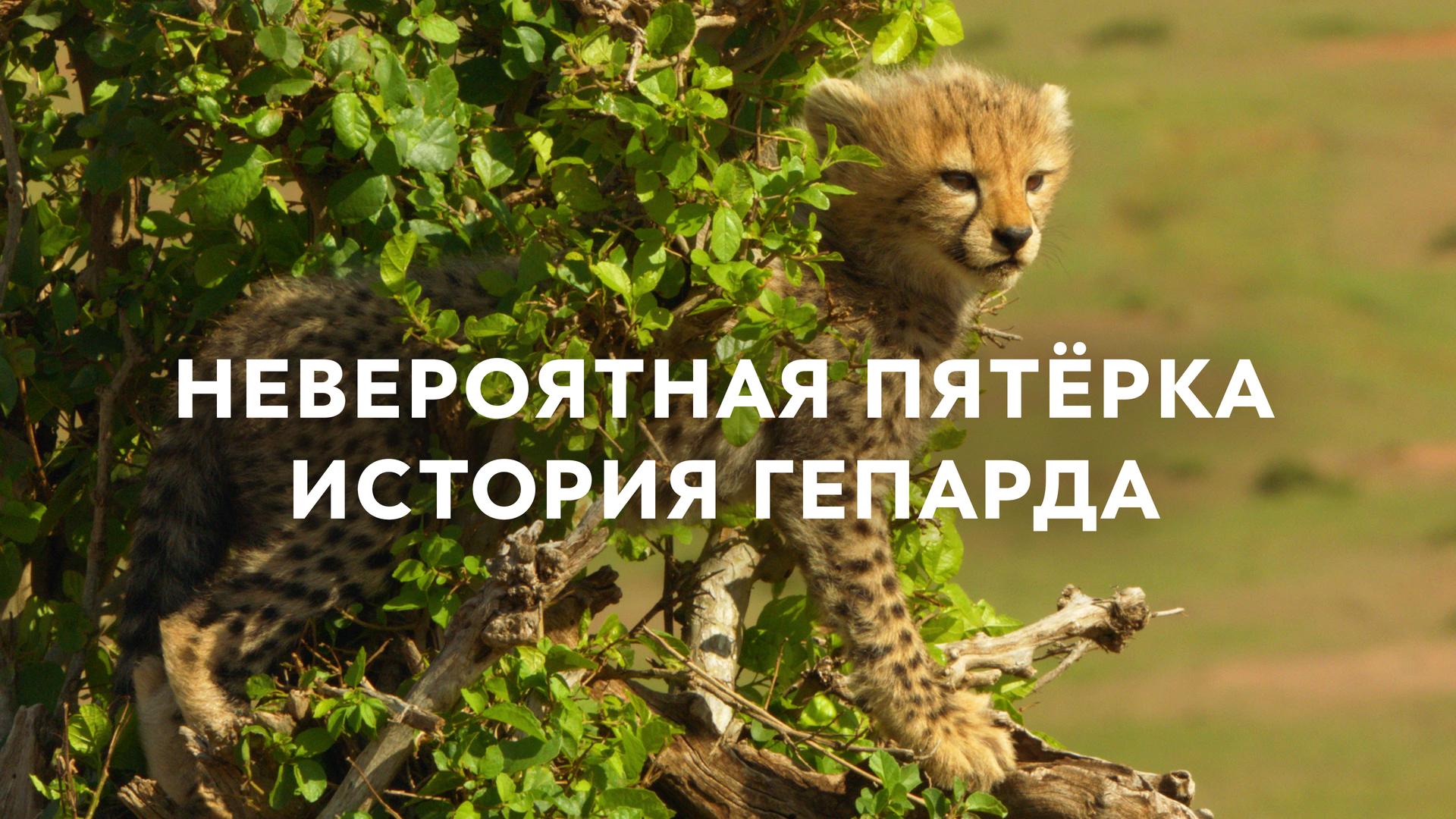 Невероятная пятёрка. История гепарда