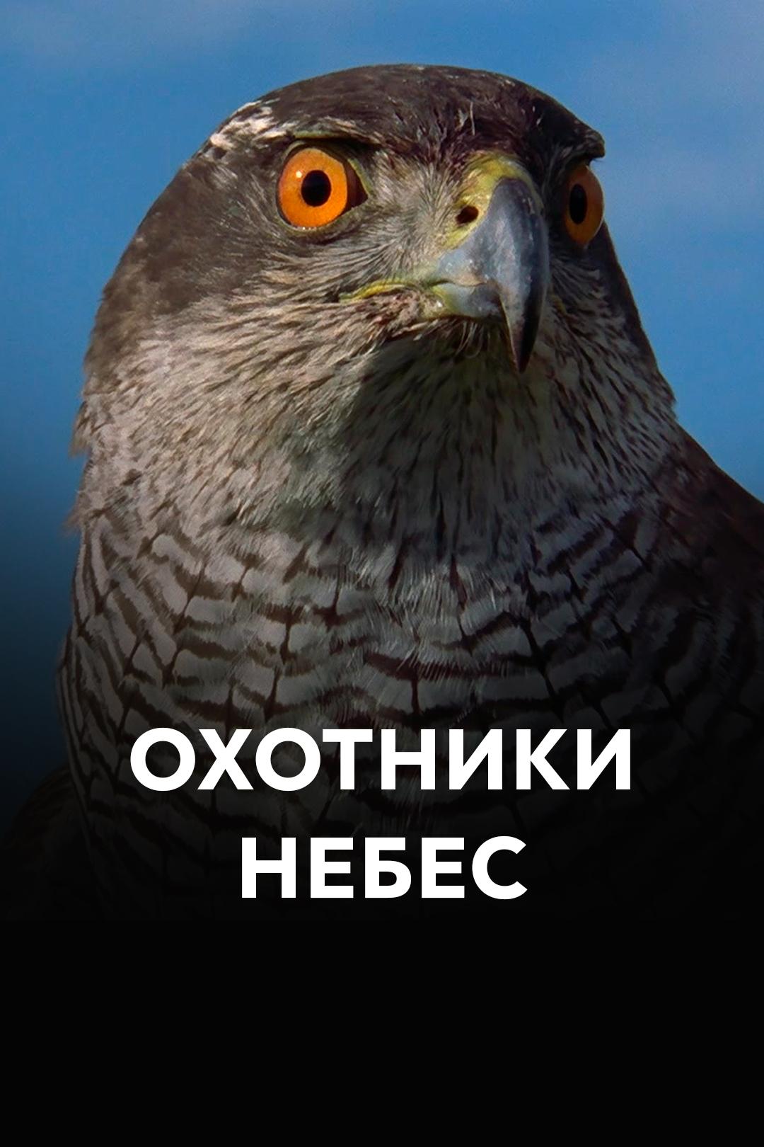 Охотники небес