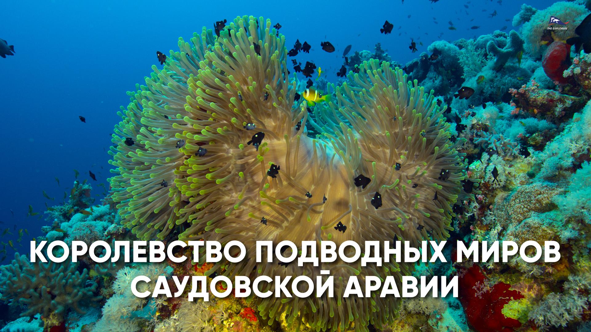 Королевство подводных миров Саудовской Аравии