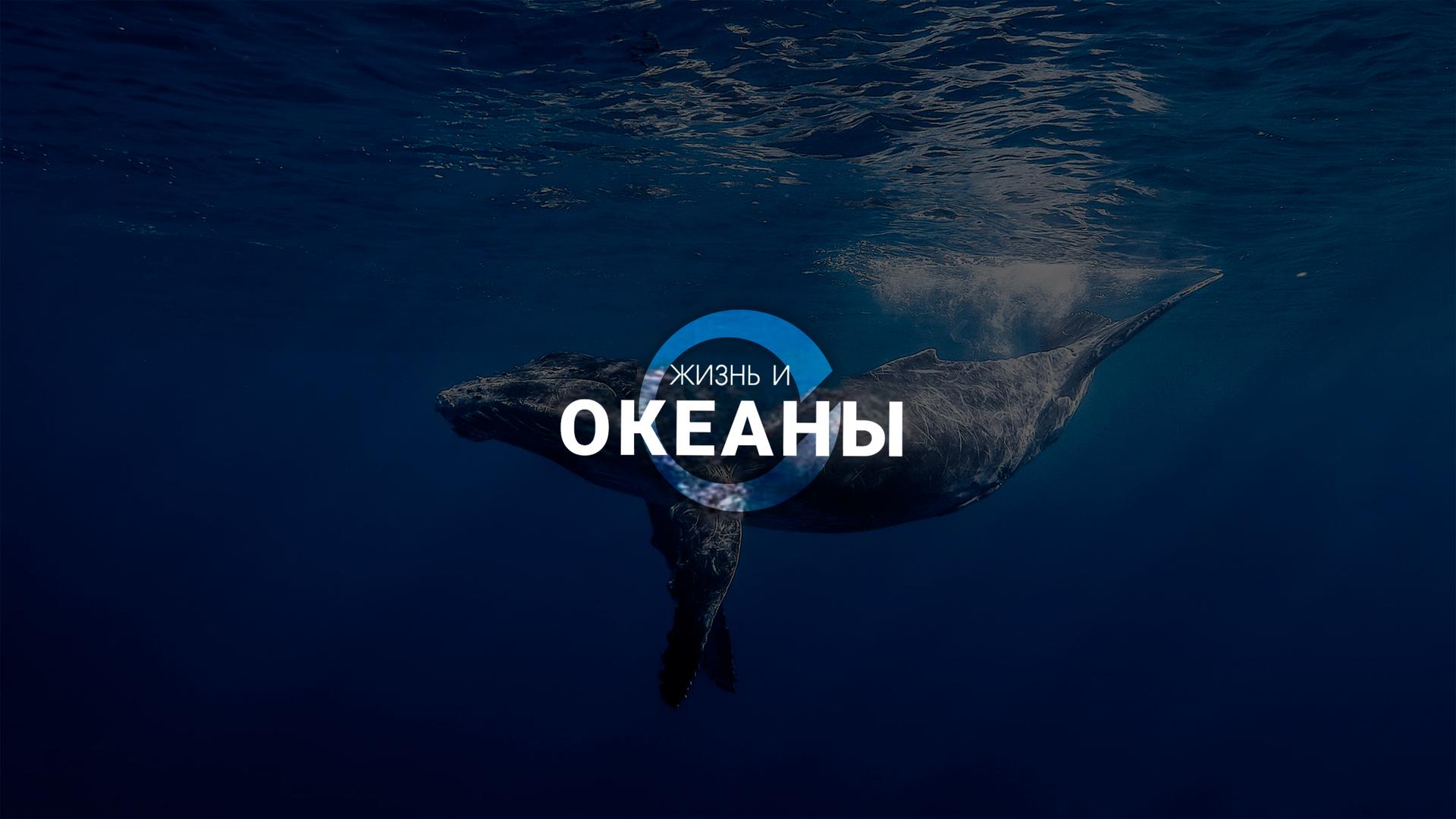 Жизнь и Океаны