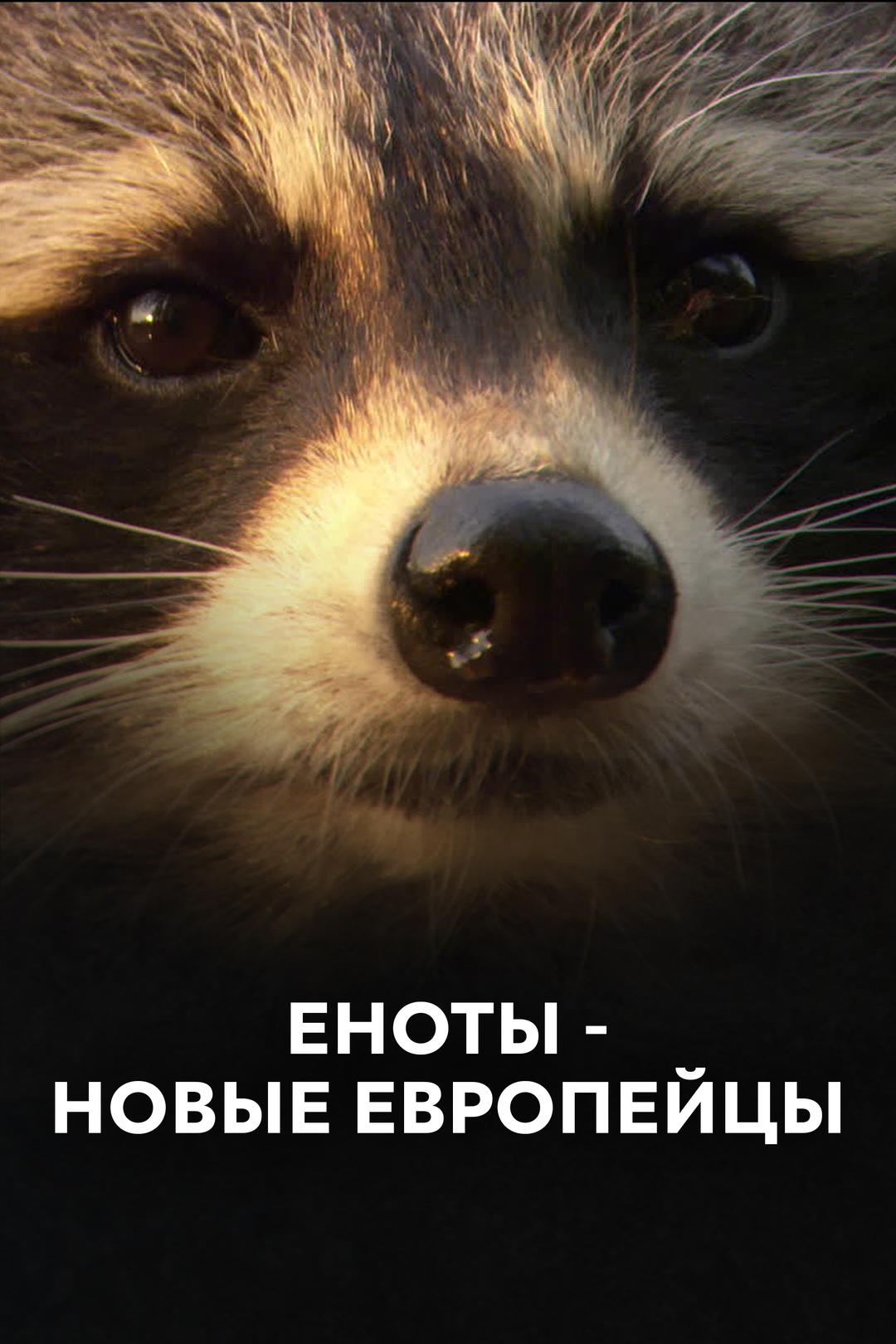 Еноты – новые европейцы