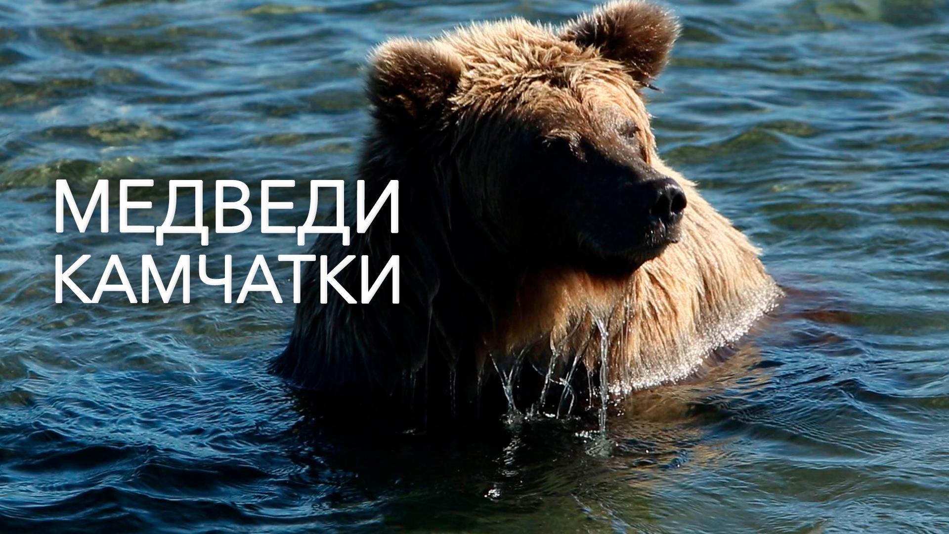 Медведи Камчатки