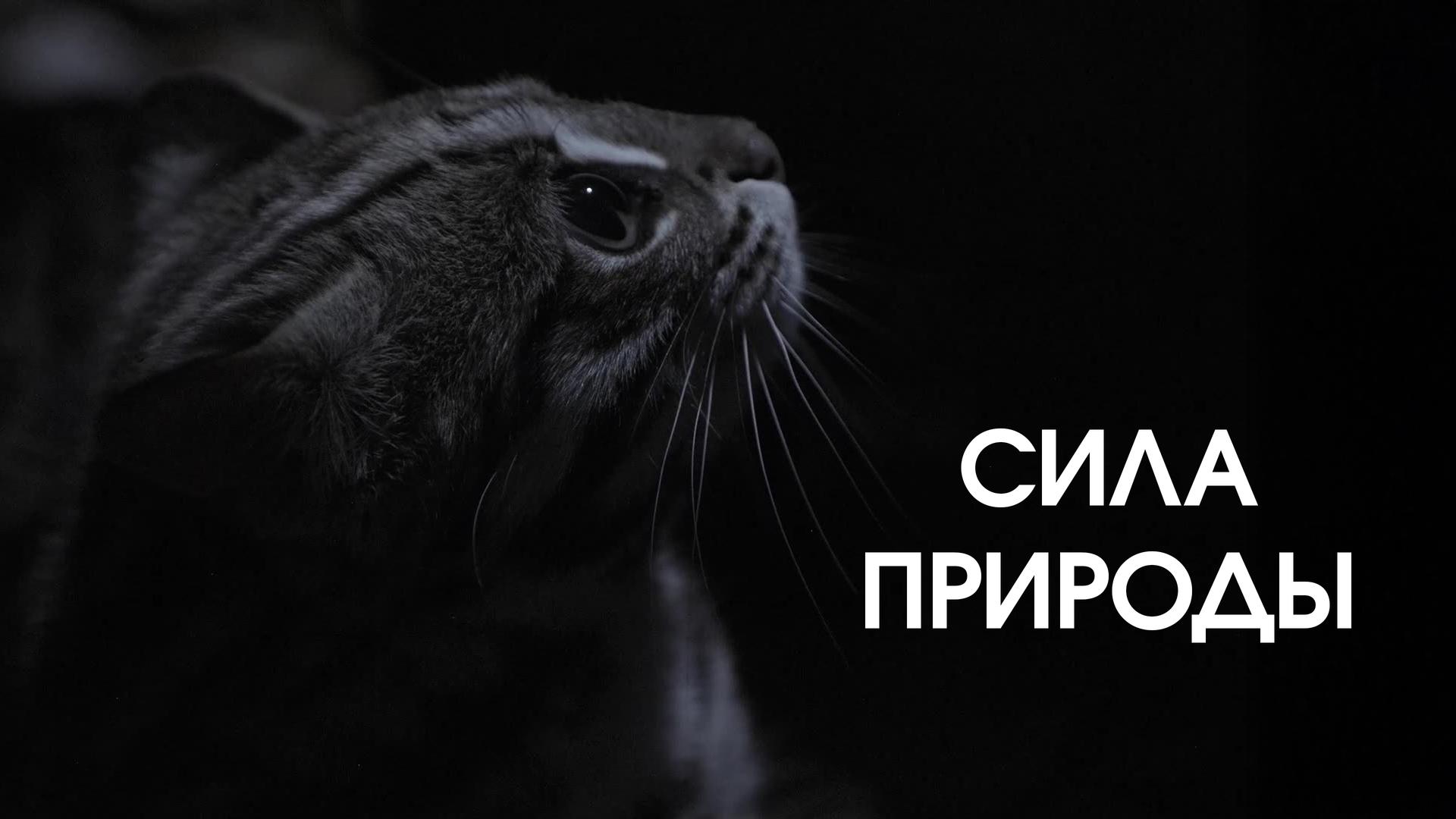 Сила природы
