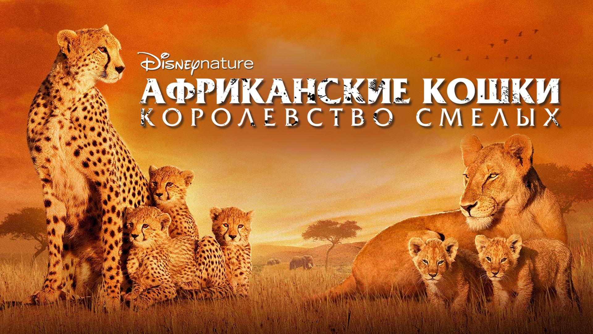 Африканские кошки: Королевство смелых