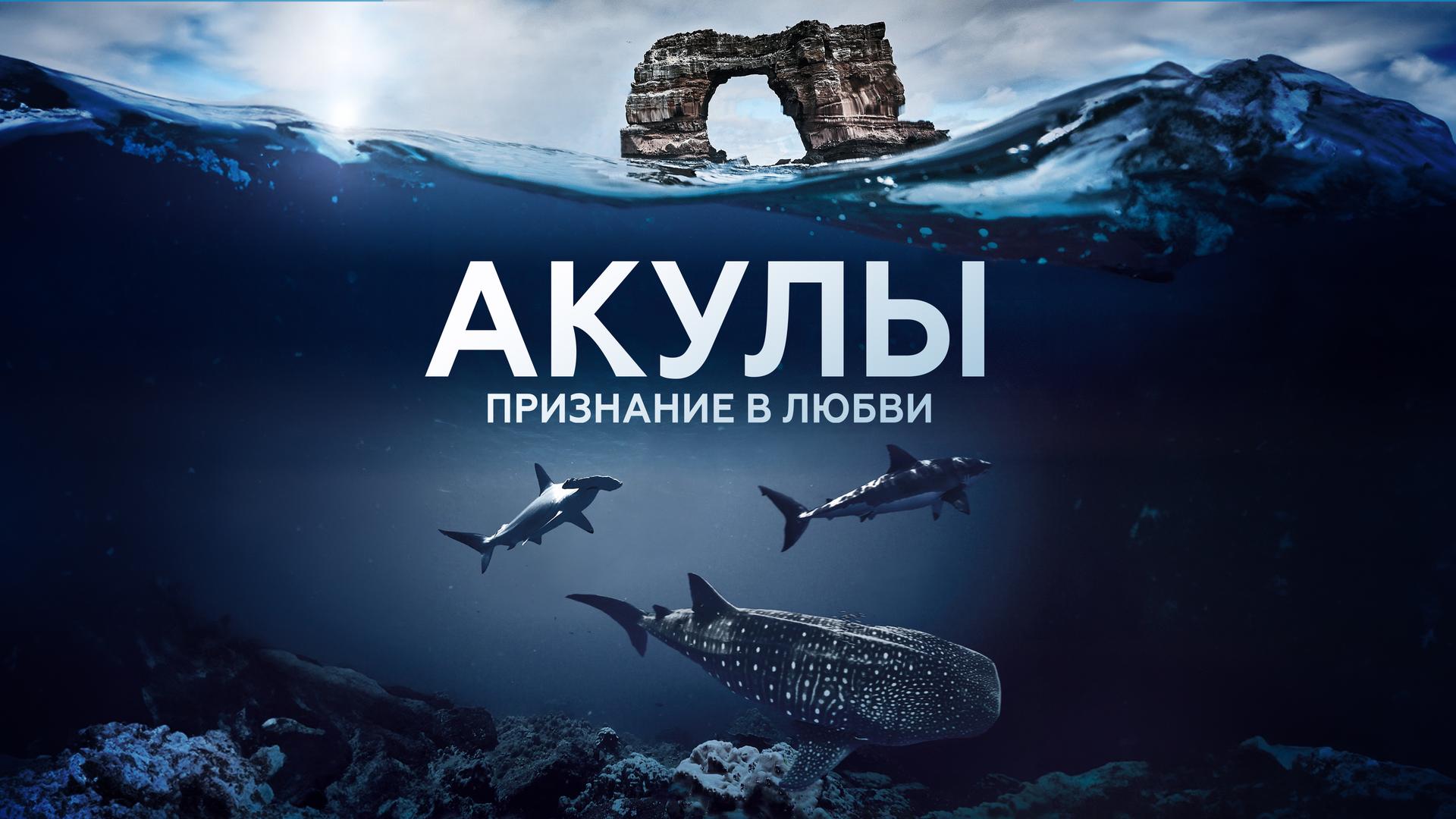Акулы. Признание в любви