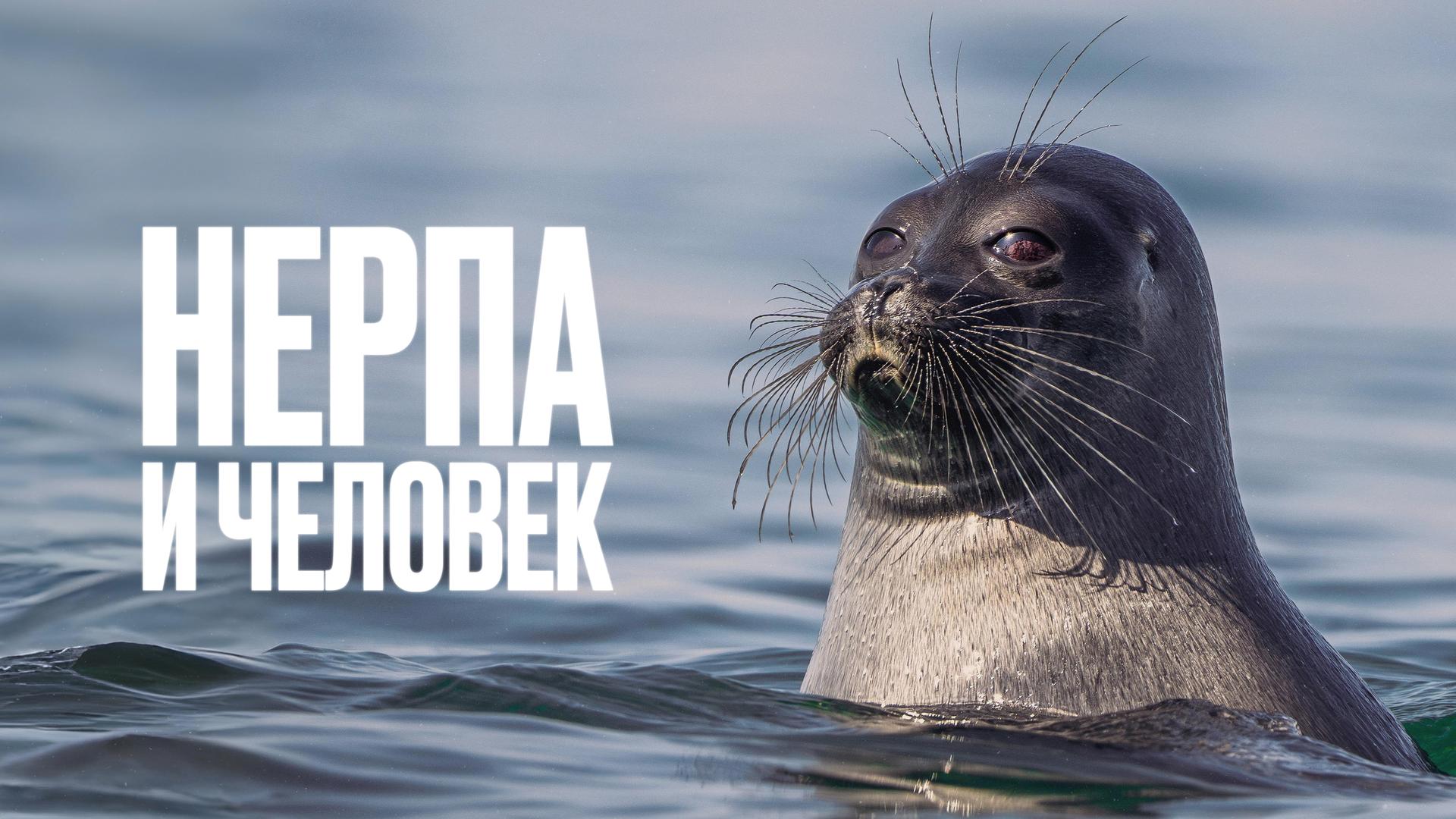 Нерпа и человек
