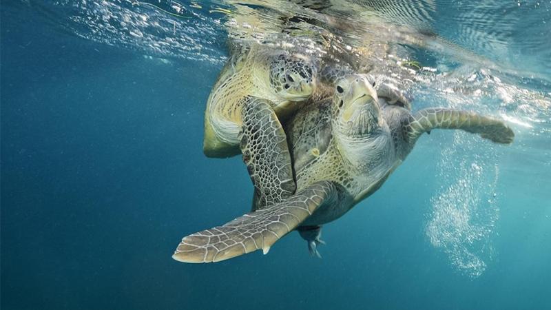 Nat Geo: Море надежды: подводные сокровища Америки