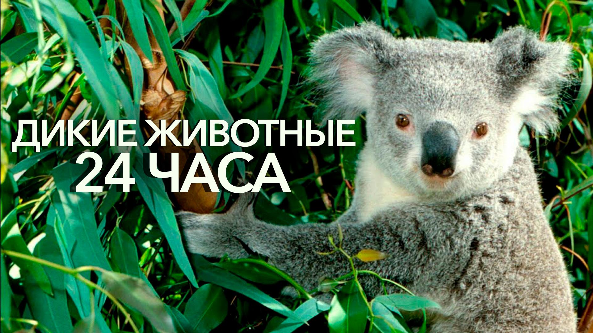 Nat Geo: Дикие животные 24 часа