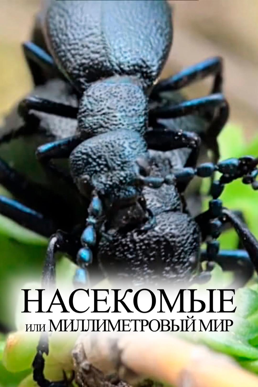 Насекомые или миллиметровый мир