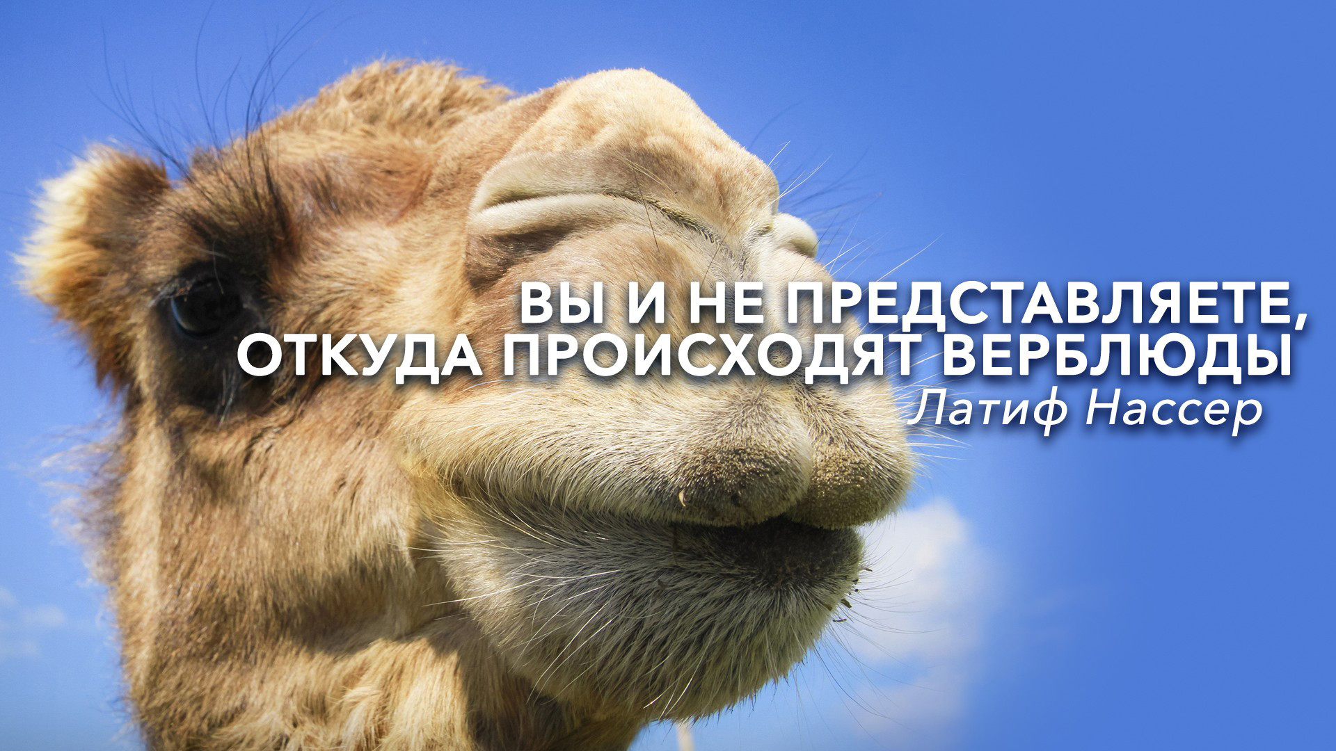 Вы и не представляете, откуда на самом деле происходят верблюды | Латиф ...
